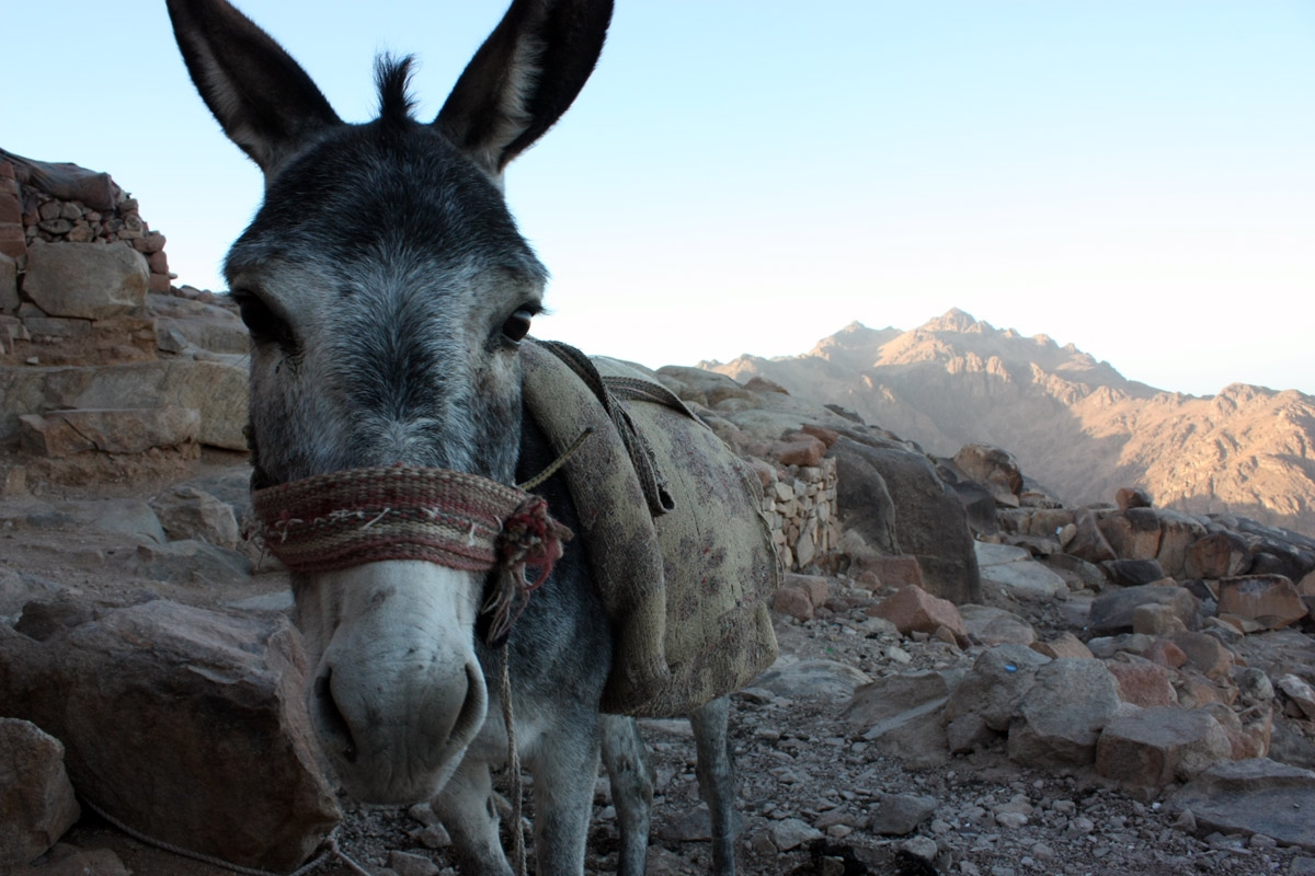 63. Egypt. Mount Sinai. View from the summit.