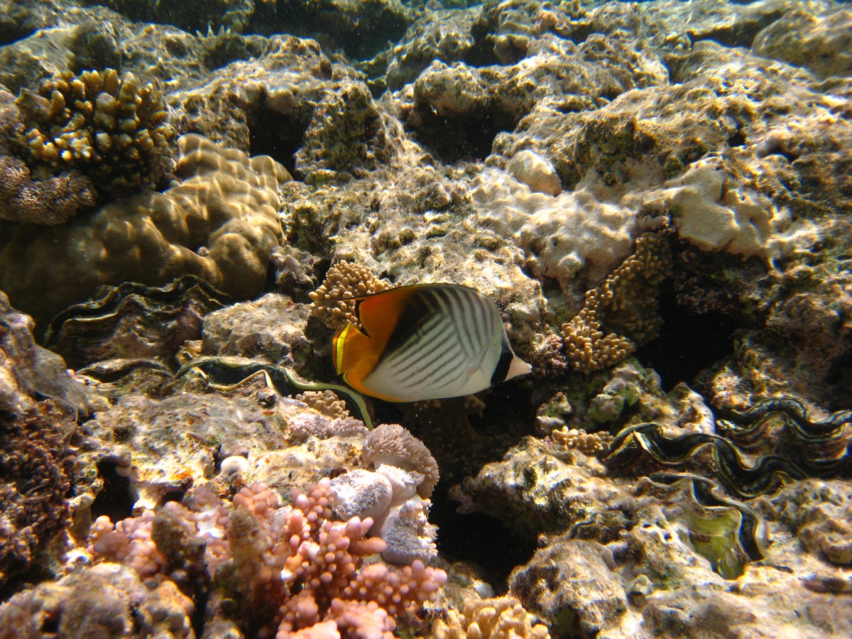 Chevron Butterflyfish