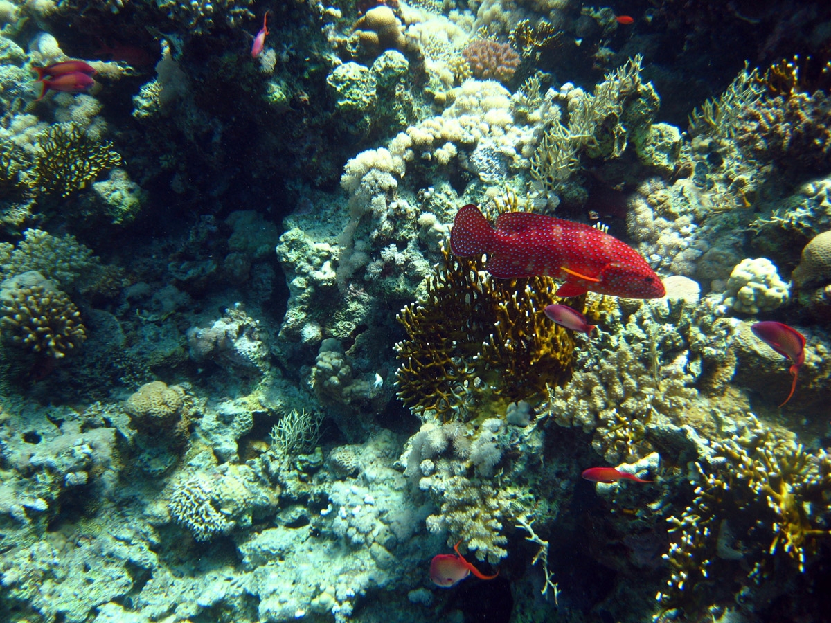 Coral grouper