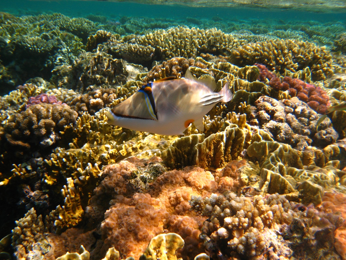 Arabian Picasso triggerfish