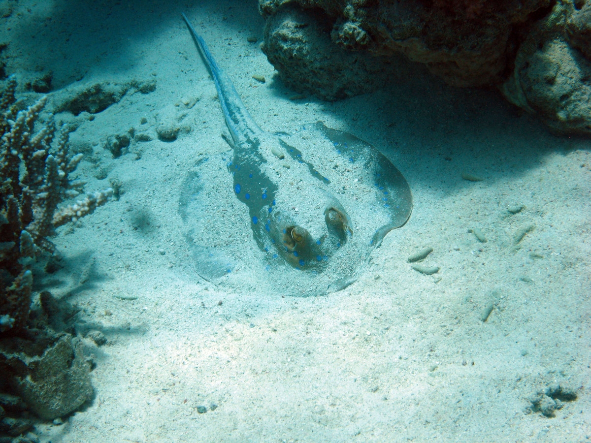 Bluespotted stingray