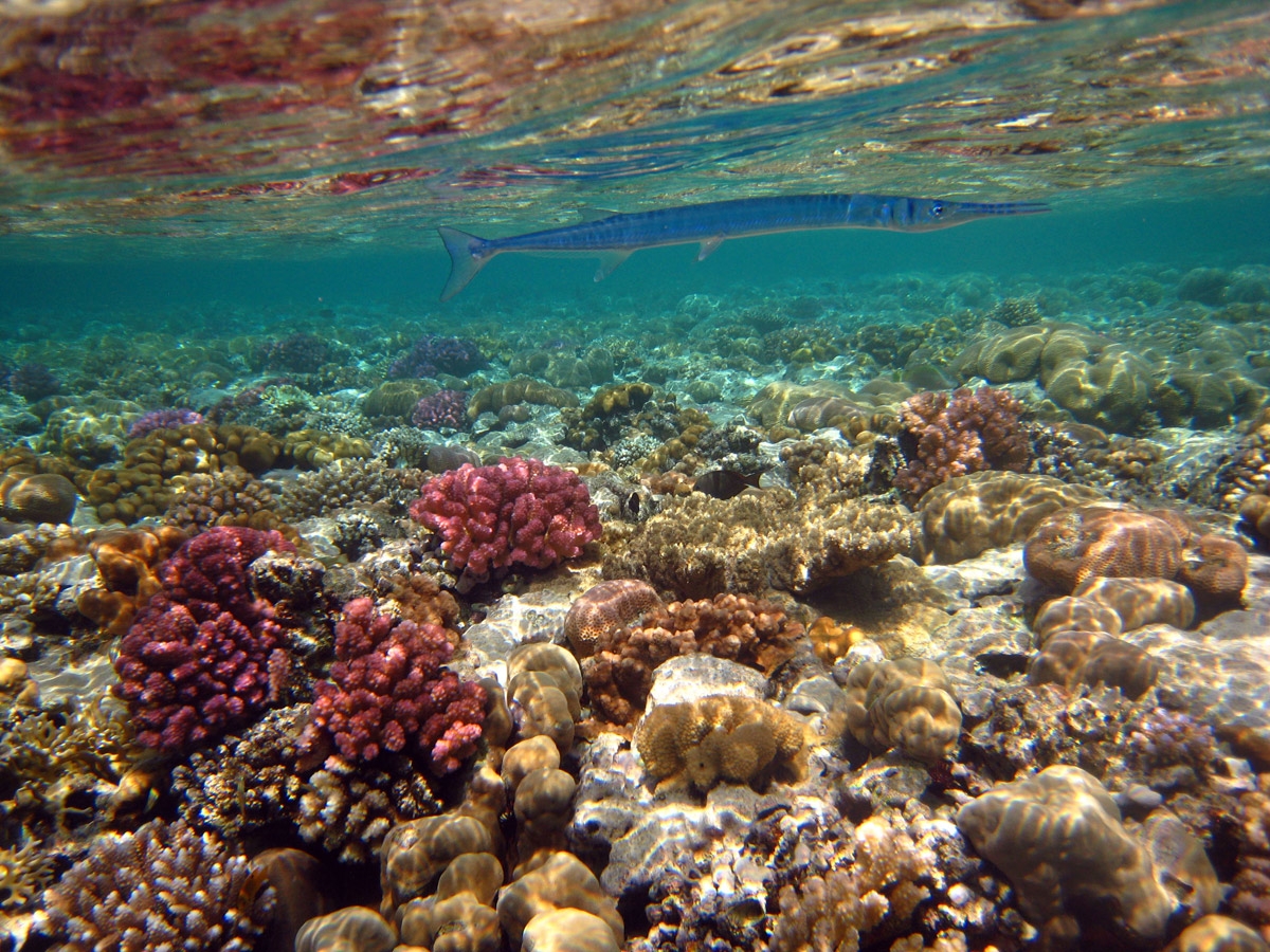 Cornetfish