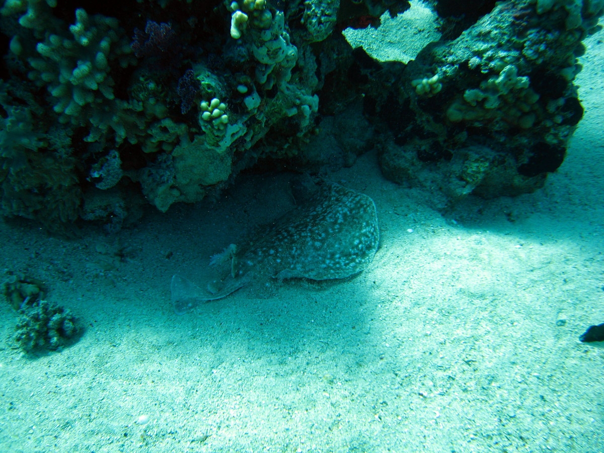 Blackspotted stingray