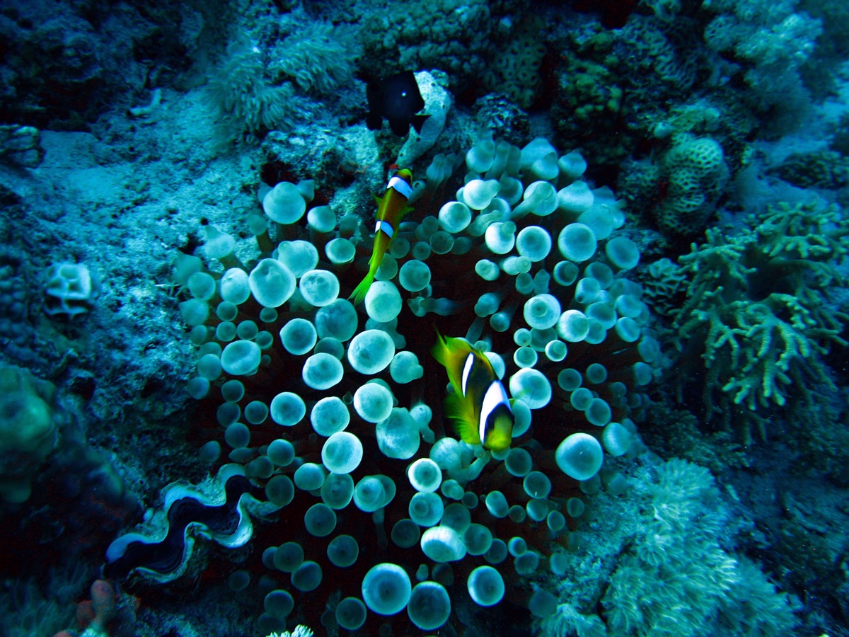 Red sea clownfish