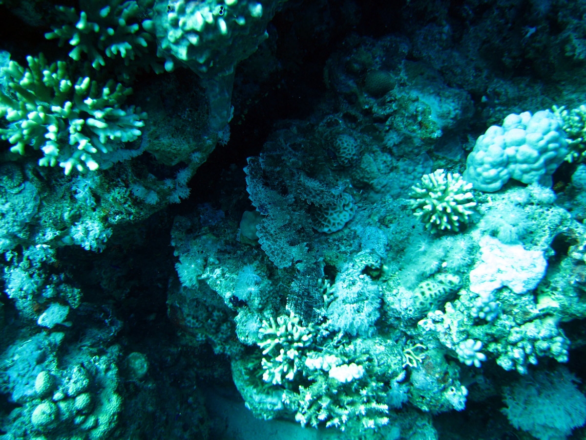 Synanceia nana (Stonefish)