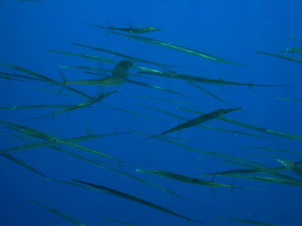 Cornetfish