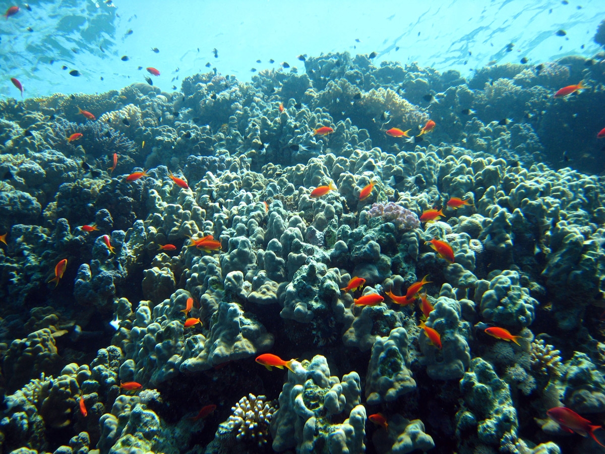 Sea goldie and Half and half chromis