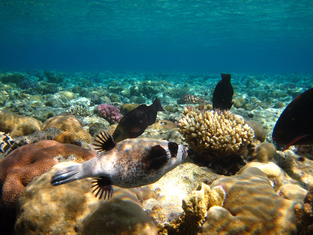 Masked puffer and Parotfish