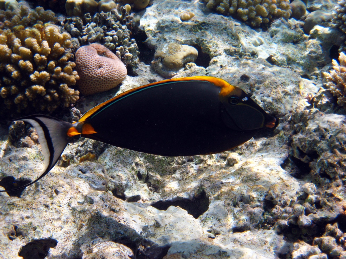 Orangespine unicornfish