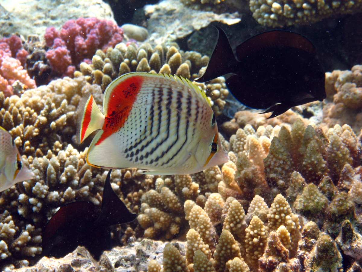 Eritrean Butterflyfish