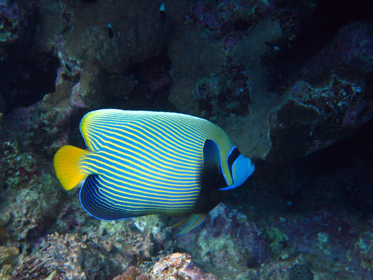 Emperor angelfish