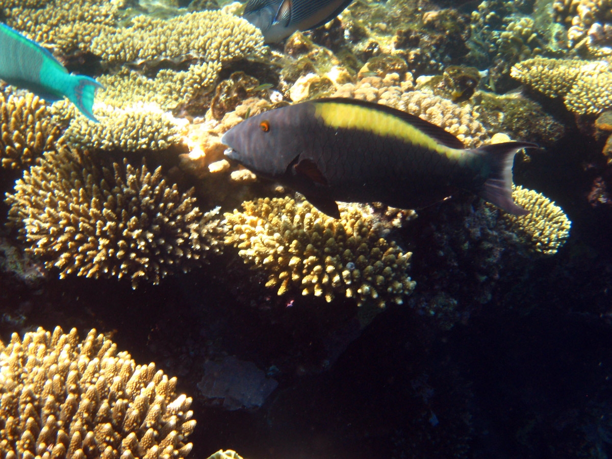 Bicolor parrotfish