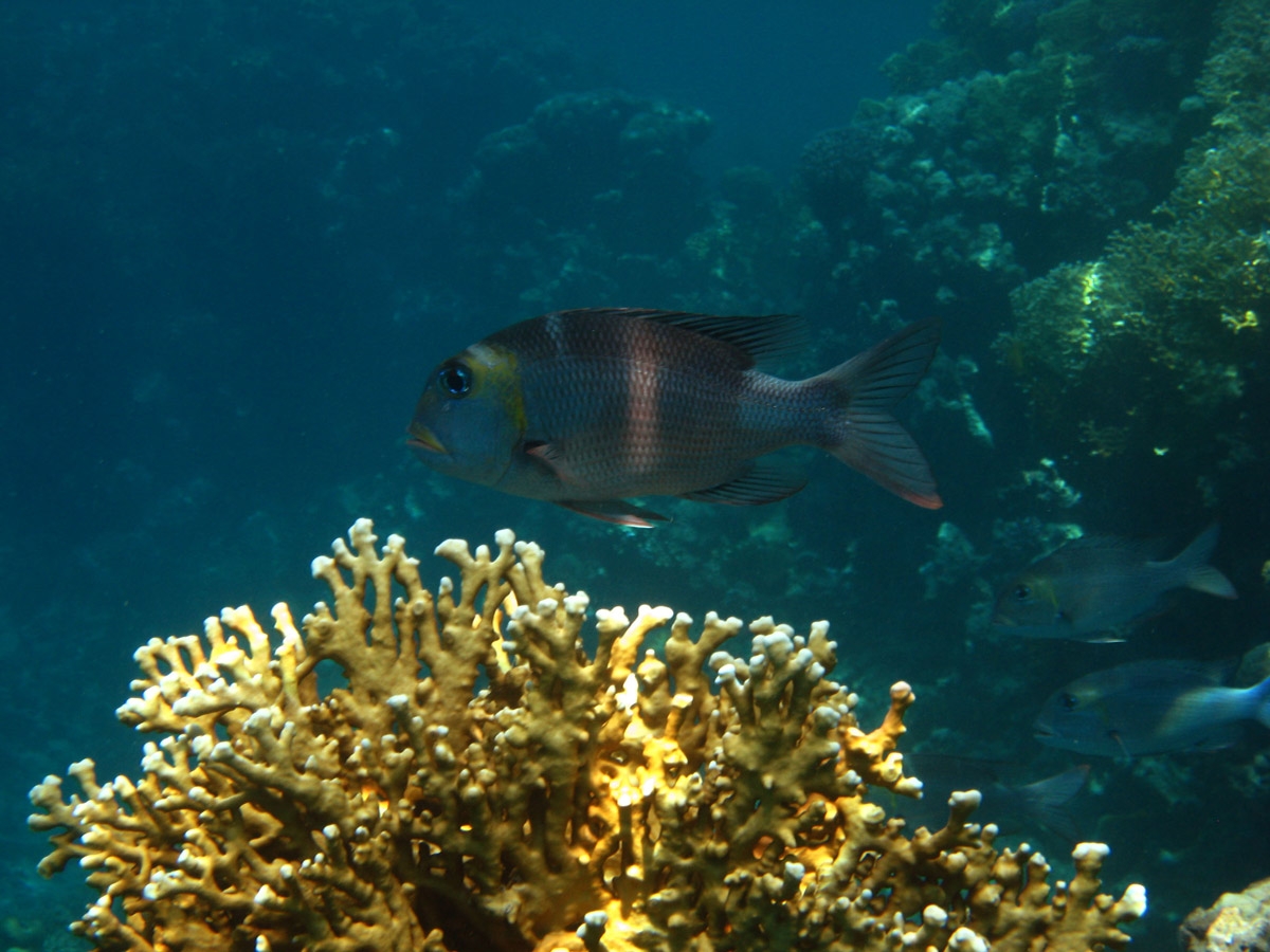 Bigeye emperor