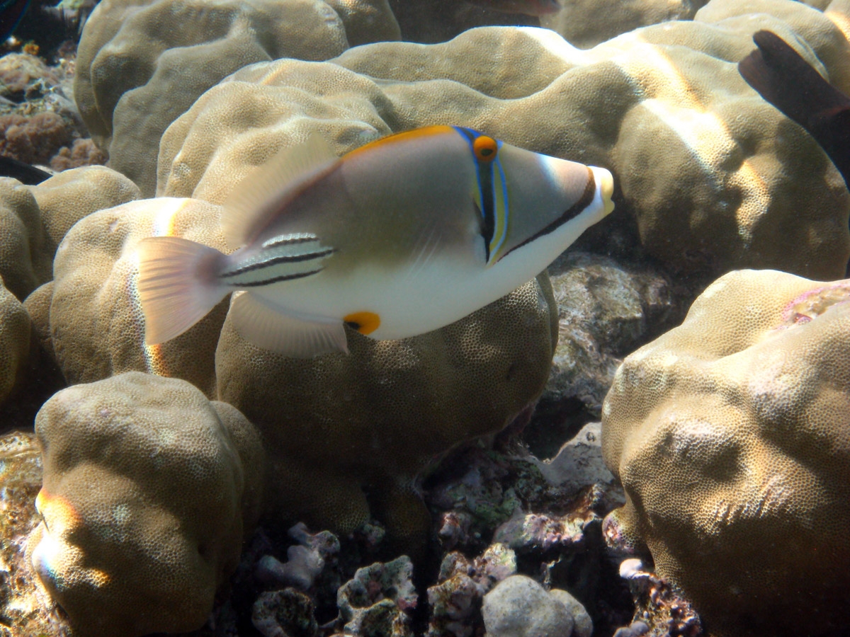 Arabian Picasso triggerfish