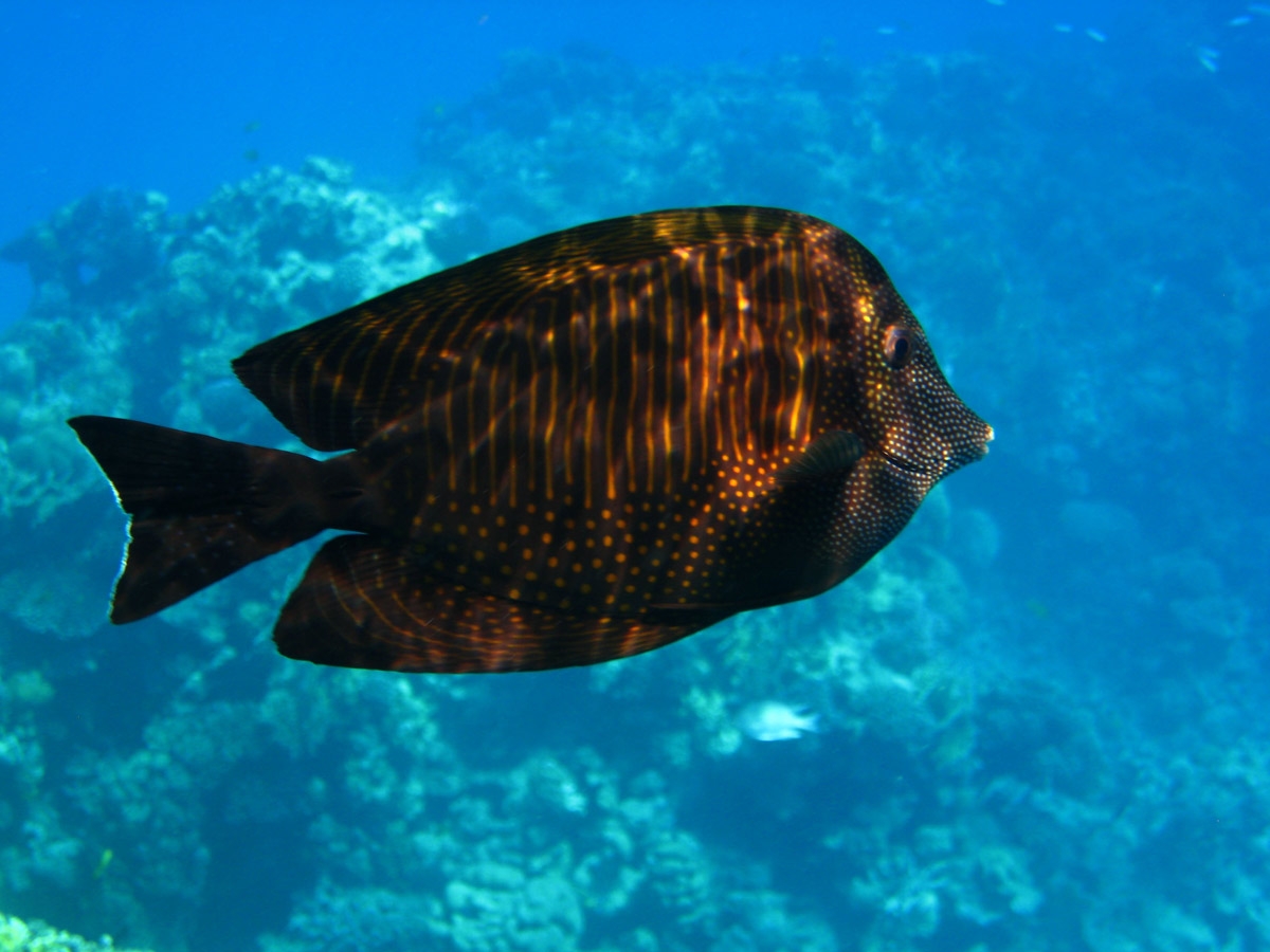 Red Sea sailfin tang