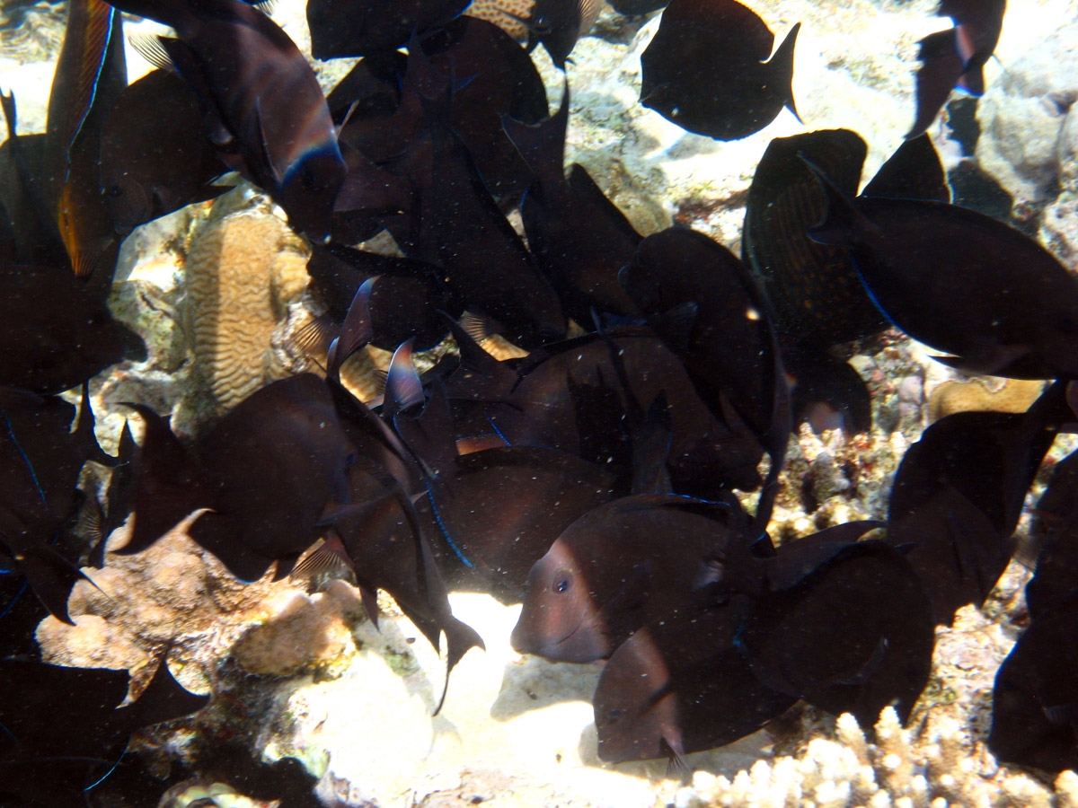 Blue tang