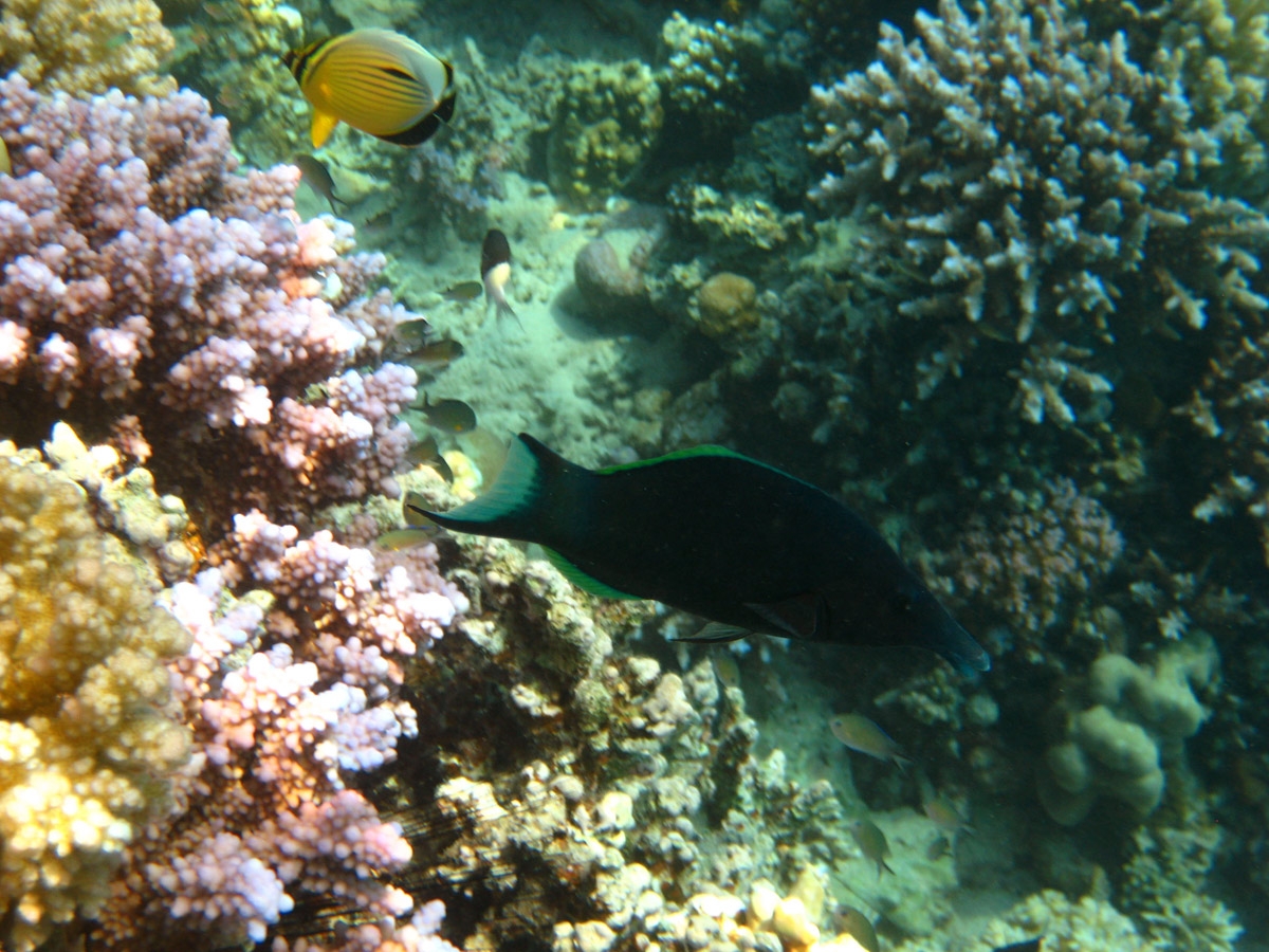 Bird Wrasse