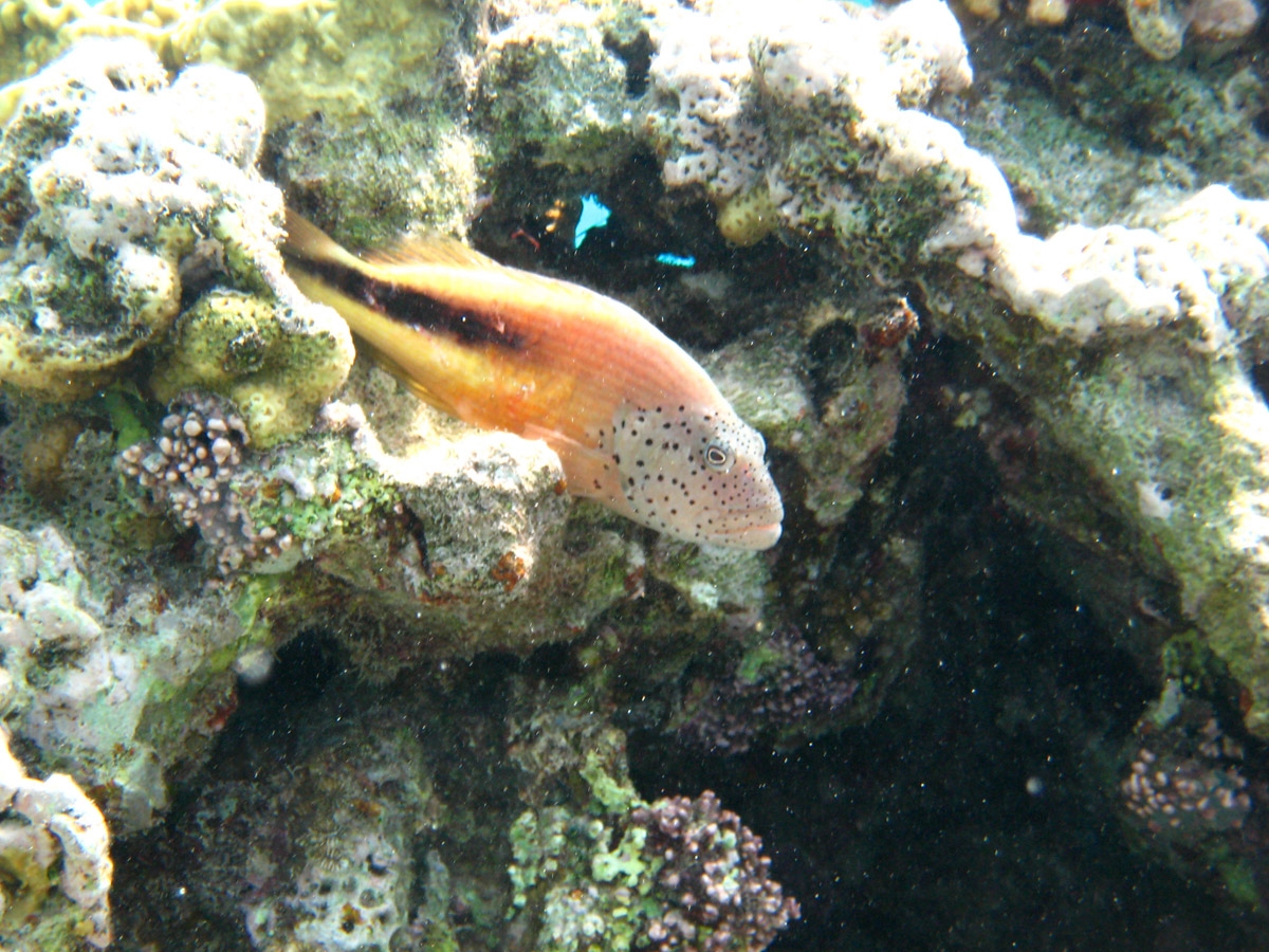 Freckled hawkfish