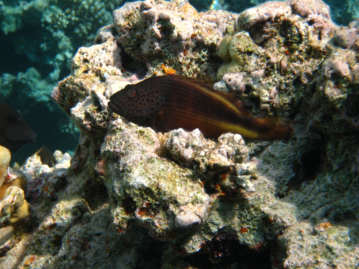 Freckled hawkfish