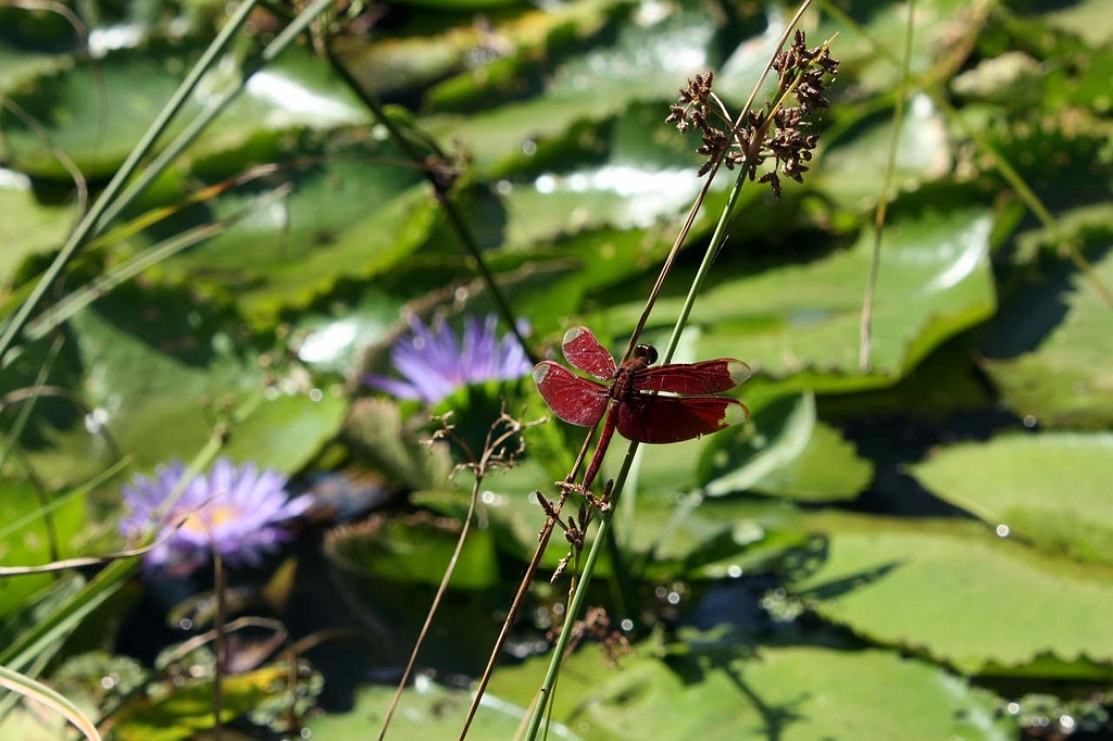 IMG_2459p.jpg - Ważka / Dragonfly